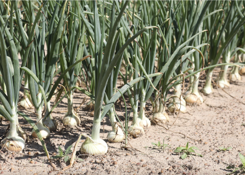 G&R Farms anticipates strong Vidalia onion season The Packer